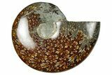 Polished Ammonite (Cleoniceras) Fossil - Madagascar #348481-1